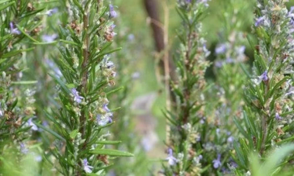 Τα τρία βότανα που συμβάλλουν στην καταπολέμηση των πεπτικών ενοχλήσεων